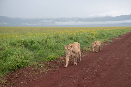 Panthera leo Big lion lying on savannah grass. Landscape with characteristic trees on the plain and hills in the backgroundの写真素材
