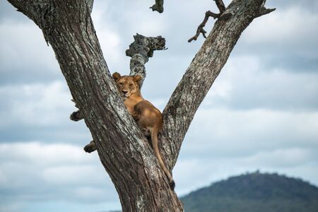Panthera leo Big lion lying on savannah grass. Landscape with characteristic trees on the plain and hills in the backgroundの写真素材