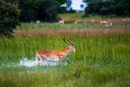 running antelope Waterbuck (Kobus ellipsiprymnus) in the african savannah namibia kruger park botswana masai maraの写真素材