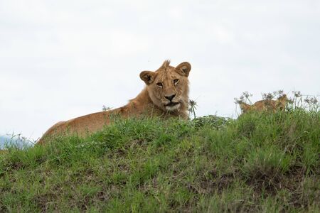 Panthera leo Big lion lying on savannah grass. Landscape with characteristic trees on the plain and hills in the backgroundの写真素材