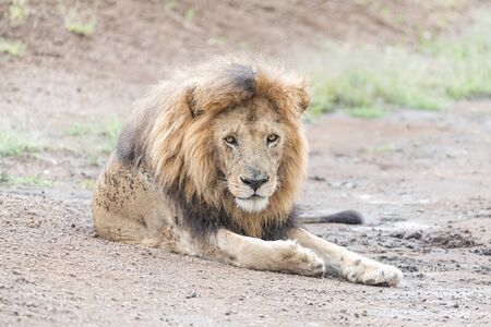 Panthera leo Big lion lying on savannah grass. Landscape with characteristic trees on the plain and hills in the backgroundの写真素材