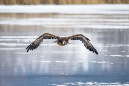 Adult White-tailed eagle in flight. Blue sky background. Scientific name: Haliaeetus albicilla, also...