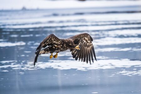 Adult White-tailed eagle in flight. Blue sky background. Scientific name: Haliaeetus albicilla, also known as the ern, erne, gray eagle, Eurasian sea eagle and white-tailed sea-eagle.の写真素材