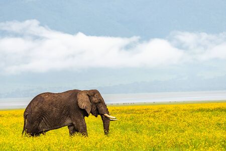 Wild african elephant close up, Botswana, Africaの写真素材