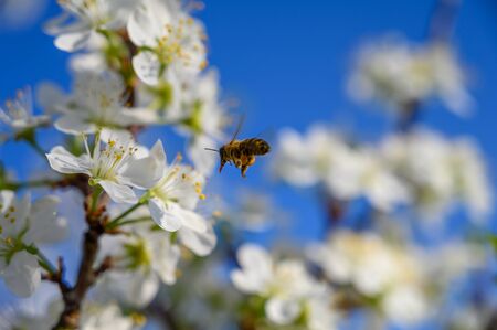 Almond trees blooming in orchard against blue, Spring sky.の写真素材