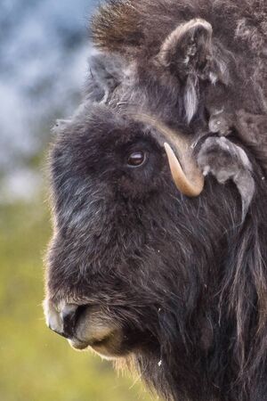 portrait of a musk ox (Ovibos moschatus) in nature  Norwayの写真素材