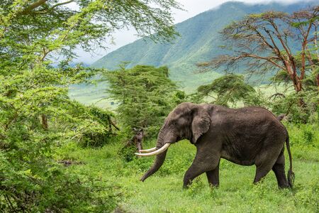 Wild african elephant close up, Botswana, Africa