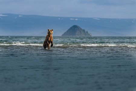 Ruling the landscape, brown bears of Kamchatka (Ursus arctos beringianus)の写真素材