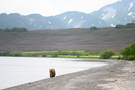Ruling the landscape, brown bears of Kamchatka (Ursus arctos beringianus)の写真素材
