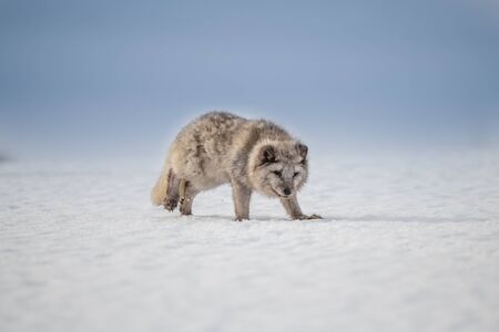 Beautiful arctic fox, standing on a hill in the snow, winter, Canada