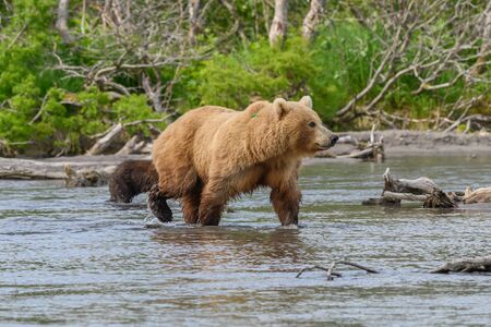 Ruling the landscape, brown bears of Kamchatka (Ursus arctos beringianus)の写真素材