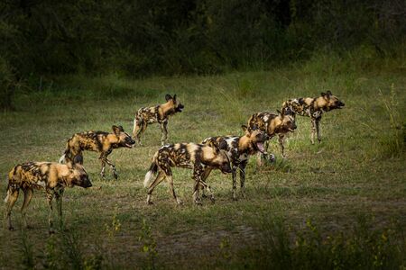 African wild dog, Lycaon pictus, walking in the water. Hunting painted dog with big ears, beautiful...