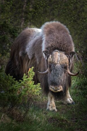 portrait of a musk ox (Ovibos moschatus) in nature  Norway