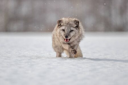 Beautiful arctic fox, standing on a hill in the snow, winter, Canadaの写真素材