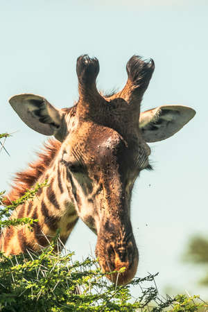 Giraffe in front of Amboseli national park Kenya masai mara.の写真素材