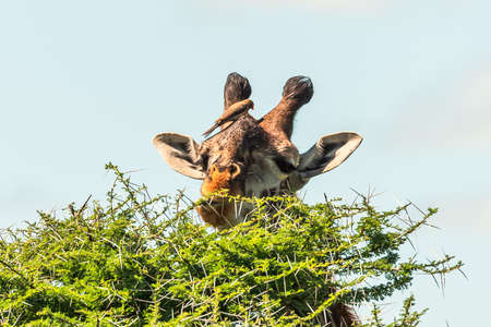 Giraffe in front of Amboseli national park Kenya masai mara.の写真素材