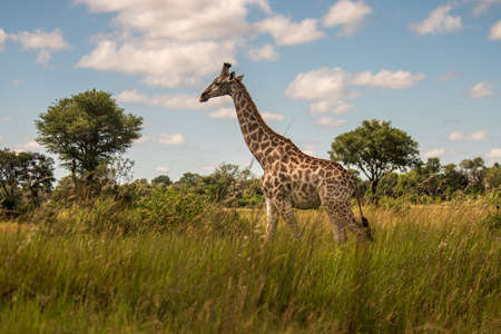 Giraffe in front of Amboseli national park Kenya masai mara.の写真素材