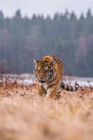 Siberian Tiger running. Beautiful, dynamic and powerful photo of this majestic animal. Set in...