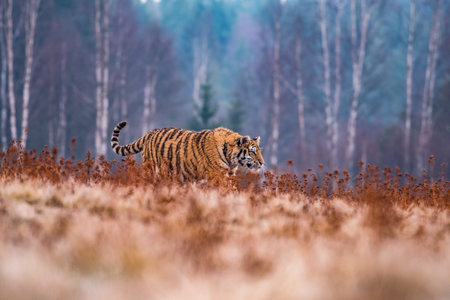 Siberian Tiger running. Beautiful, dynamic and powerful photo of this majestic animal. Set in environment typical for this amazing animal. Birches and meadowsの写真素材