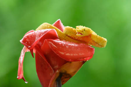 Eyelash Viper - Bothriechis schlegelii, beautiful colored venomous pit viper from Central America...