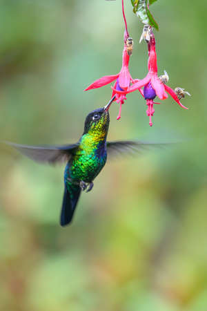 Blue hummingbird Violet Sabrewing flying next to beautiful red flower. Tinny bird fly in jungle. Wildlife in tropic Costa Rica. Two bird sucking nectar from bloom in the forest. Bird behaviorの写真素材
