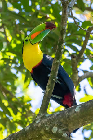 Keel-billed Toucan - Ramphastos sulfuratus, large colorful toucan from Costa Rica forest with very...