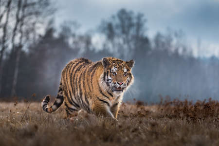 Siberian Tiger running. Beautiful, dynamic and powerful photo of this majestic animal. Set in environment typical for this amazing animal. Birches and meadowsの写真素材