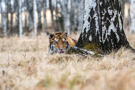 Siberian Tiger running in snow. Beautiful, dynamic and powerful photo of this majestic animal. Set in environment typical for this amazing animal. Birches and meadowsの写真素材
