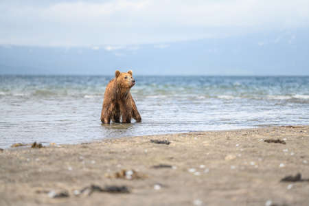 Ruling the landscape, brown bears of Kamchatka (Ursus arctos beringianus)の写真素材