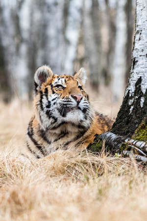 Siberian Tiger running in snow. Beautiful, dynamic and powerful photo of this majestic animal. Set in environment typical for this amazing animal. Birches and meadowsの写真素材