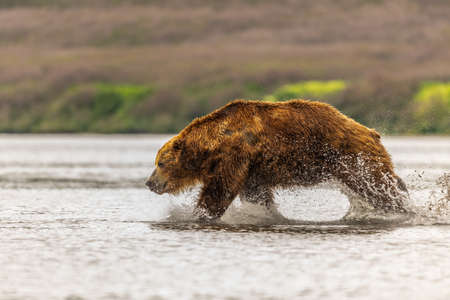 Ruling the landscape, brown bears of Kamchatka (Ursus arctos beringianus)の写真素材