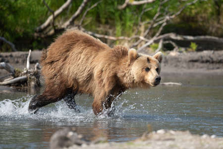 Ruling the landscape, brown bears of Kamchatka (Ursus arctos beringianus)の写真素材