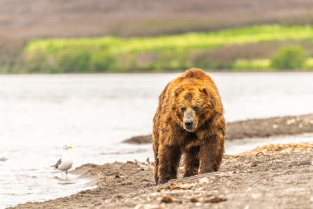 Ruling the landscape, brown bears of Kamchatka (Ursus arctos beringianus)の写真素材