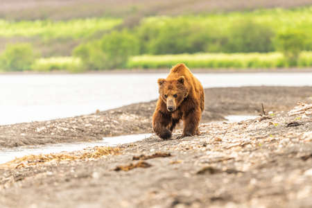 Ruling the landscape, brown bears of Kamchatka (Ursus arctos beringianus)の写真素材