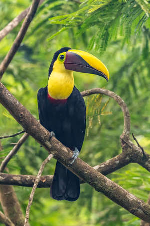 Keel-billed Toucan - Ramphastos sulfuratus, large colorful toucan from Costa Rica forest with very...