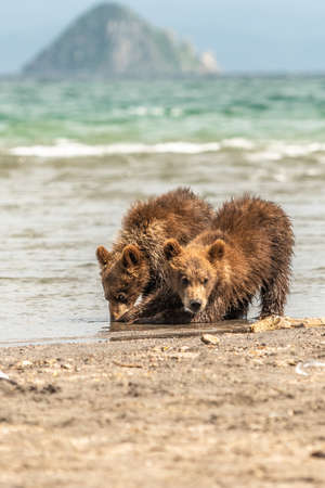 Ruling the landscape, brown bears of Kamchatka (Ursus arctos beringianus)の写真素材