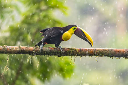 Keel-billed Toucan - Ramphastos sulfuratus, large colorful toucan from Costa Rica forest with very colored beak.の写真素材