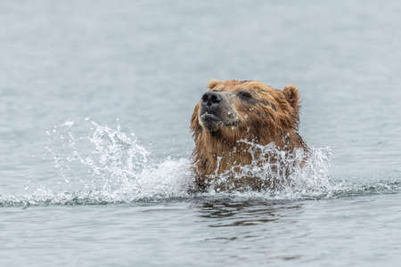 Ruling the landscape, brown bears of Kamchatka (Ursus arctos beringianus)