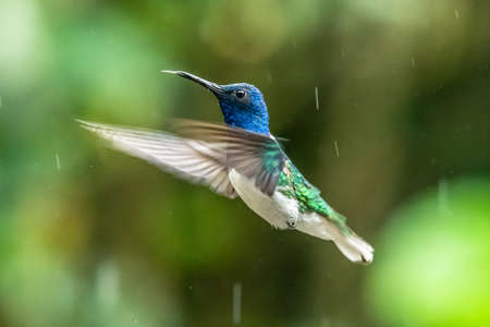 Green and blue hummingbird Sparkling Violetear flying next to beautiful yelow flower. Bird from Ecuador, tropical mountain forest. Wildlife scene from nature. Birdwatching in South Americaの写真素材