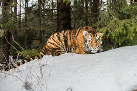 Siberian Tiger running. Beautiful, dynamic and powerful photo of this majestic animal. Set in environment typical for this amazing animal. Birches and meadowsの写真素材