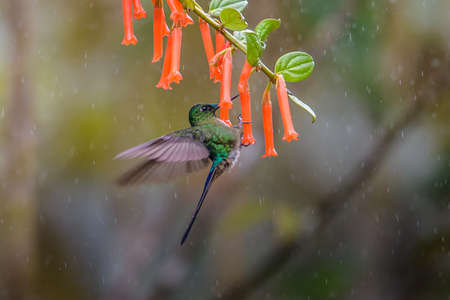 Hummingbird (Trochilidae) Flying gemsの写真素材