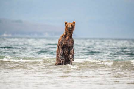 Ruling the landscape, brown bears of Kamchatka (Ursus arctos beringianus)
