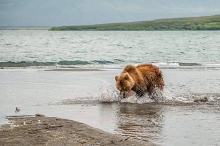 Ruling the landscape, brown bears of Kamchatka (Ursus arctos beringianus)の写真素材