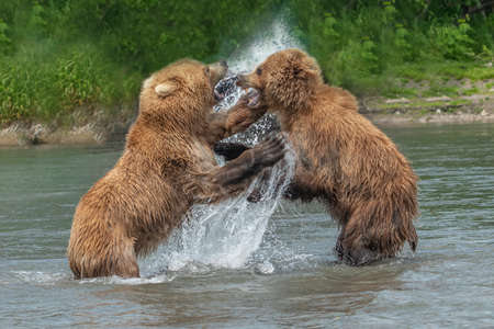 Ruling the landscape, brown bears of Kamchatka (Ursus arctos beringianus)の写真素材