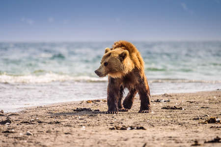 Ruling the landscape, brown bears of Kamchatka (Ursus arctos beringianus)の写真素材
