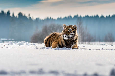 Siberian Tiger running in snow. Beautiful, dynamic and powerful photo of this majestic animal. Set in environment typical for this amazing animal. Birches and meadowsの写真素材