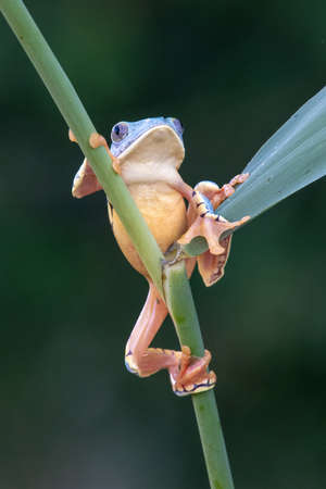 tree frog, Cruziohyla or Phyllomedusa calcarifer, climbing branch tropical Amazon rain forest.の写真素材