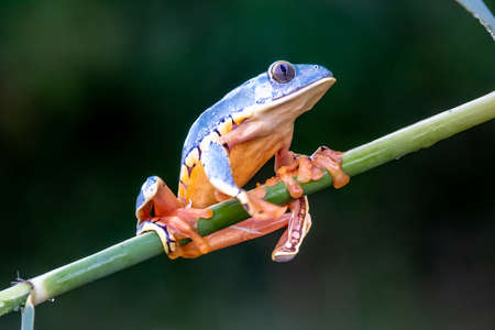 tree frog, Cruziohyla or Phyllomedusa calcarifer, climbing branch tropical Amazon rain forest. This tropical amphibian species lives rainforest of Colombia, Costa Rica, Ecuador, Nicaragua and Panamaの写真素材