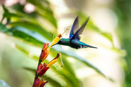 Blue hummingbird Violet Sabrewing flying next to beautiful red flower. Tinny bird fly in jungle. Wildlife in tropic Costa Rica. Two bird sucking nectar from bloom in the forest. Bird behaviorの写真素材