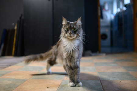 Closed up of domestic adorable black gray Maine Coon kitten, young peaceful cat in sunshine dayの写真素材